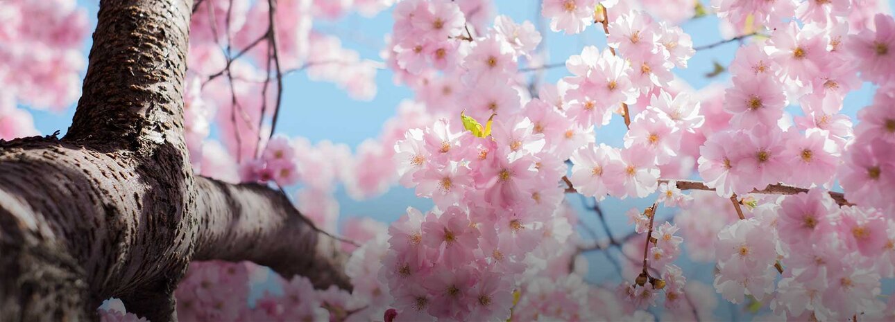 Närbild på blommande träd | © Arno Smit - Unsplash.com