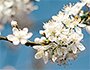 Blommande träd i närbild | © Anton Darius - Unsplash.com