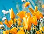 Blommande äng - gula blommor i närbild | © Sergey Shmidt - Unsplash.com