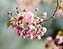 Blommande träd i närbild | © Chase Clark - Unsplash.com